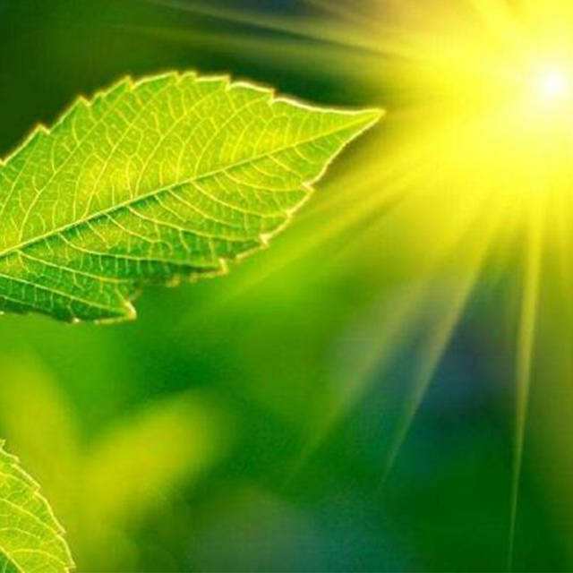 光合速度和蒸腾速度之间的干系